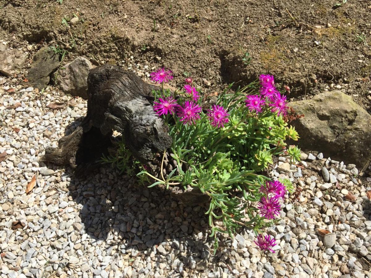 Les Iris Daire Carcassonne Dış mekan fotoğraf